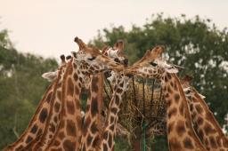 HansD 12 Giraffes - Je nek uitsteken